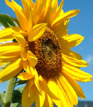 Sonnenblume