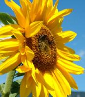Sonnenblume